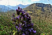 71 Gentiana anisodonta ramosa per lo Zuccone Campelli